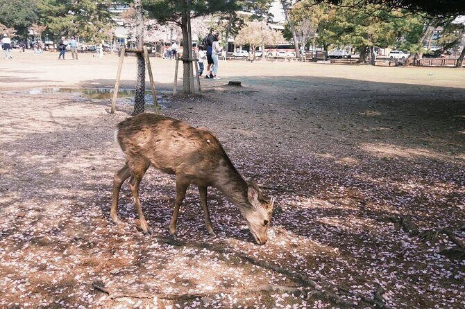 Nara and kyoto adventures private vehicle tour - Exploring the Itinerary in Detail