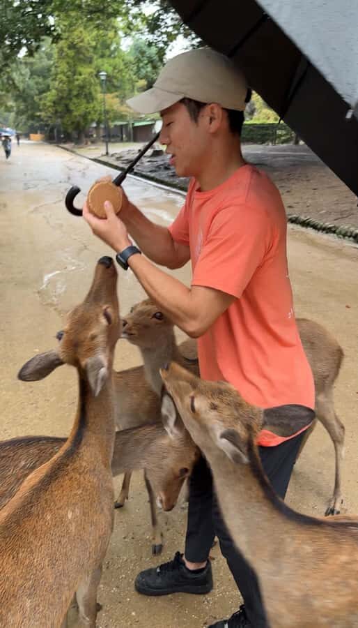 Nara: Deer, Temples, and Hidden Lanes Tour - Why This Tour Is Worth Considering