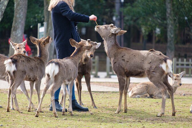 Nara: Enjoy Highlight Of Nara in 3 hours - Who Should Book This Tour?
