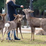 Nara: Enjoy the Highlights of Nara in 3 Hours - A Detailed Look at the Nara Highlights Tour