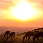 Nara Mt.Wakakusa Hilltop Bus From JR or Kintetsu Nara Station - The Experience on the Ground