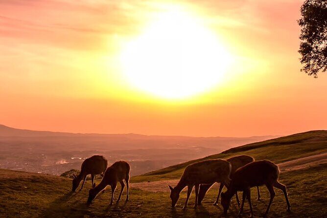 Nara Mt.Wakakusa Hilltop Bus From JR or Kintetsu Nara Station - The Experience on the Ground