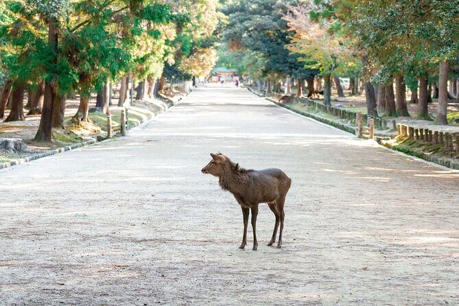 Nara : Private Day Walking Tour (From Osaka/Kyoto Possible) - Good To Know