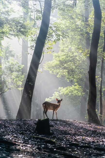 Nara: Sacred Morning Walk with Deer in the Mist - Who Should Consider This Tour?