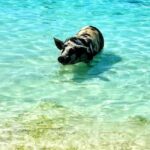 Nassau: Island Hopping Boat Trip with Lunch & Drinks - Detailed Breakdown of the Itinerary