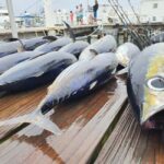 Nassau: Sport-fishing private charter . - Who Should Book This Tour?