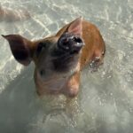 Nassau: Swimming Pigs, Snorkel and Lunch by Speed Boat - Practical Details and What to Expect