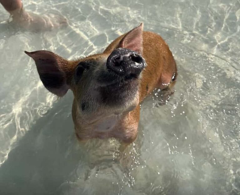 Nassau: Swimming Pigs, Snorkel and Lunch by Speed Boat - Practical Details and What to Expect