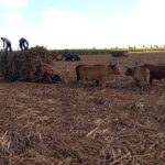 Nature and Adventure Safari Immersion in Dominican Life - Who Should Consider This Tour?