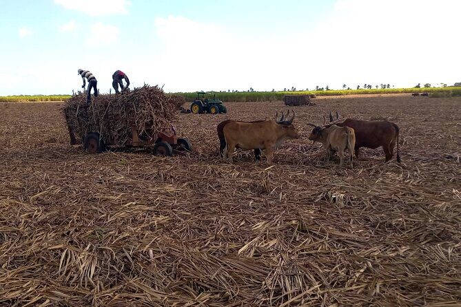 Nature and Adventure Safari Immersion in Dominican Life - Who Should Consider This Tour?