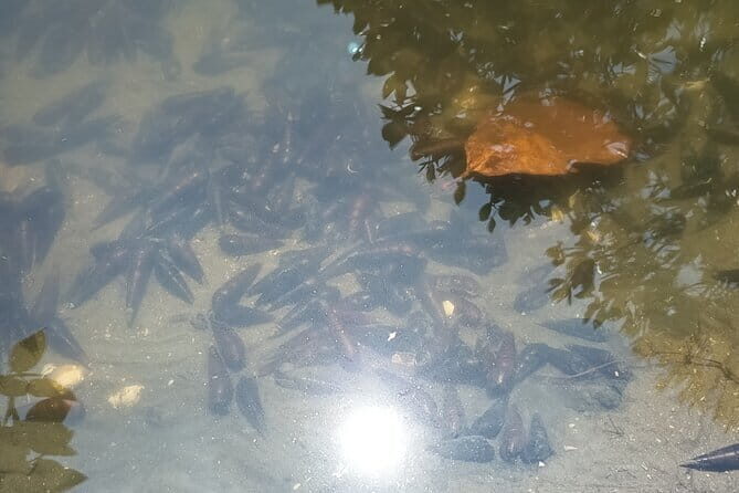 Negombo Lagoon Boat Safari Hotel Pickup(Monkey,Mangrove) - What Reviewers Say About the Experience