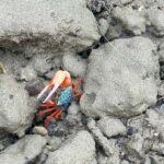 Neil Island: Shorewalk, Tidepooling & Marine Microscopy Tour - The Experience in Detail