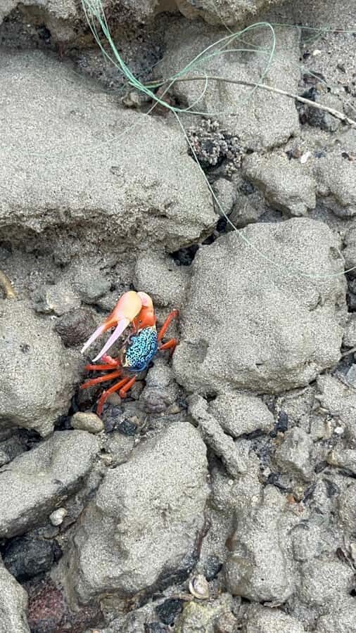Neil Island: Shorewalk, Tidepooling & Marine Microscopy Tour - The Experience in Detail