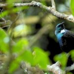 Nelson: Brook Waimrama Sanctuary Entry Ticket - Who Will Love This Experience?