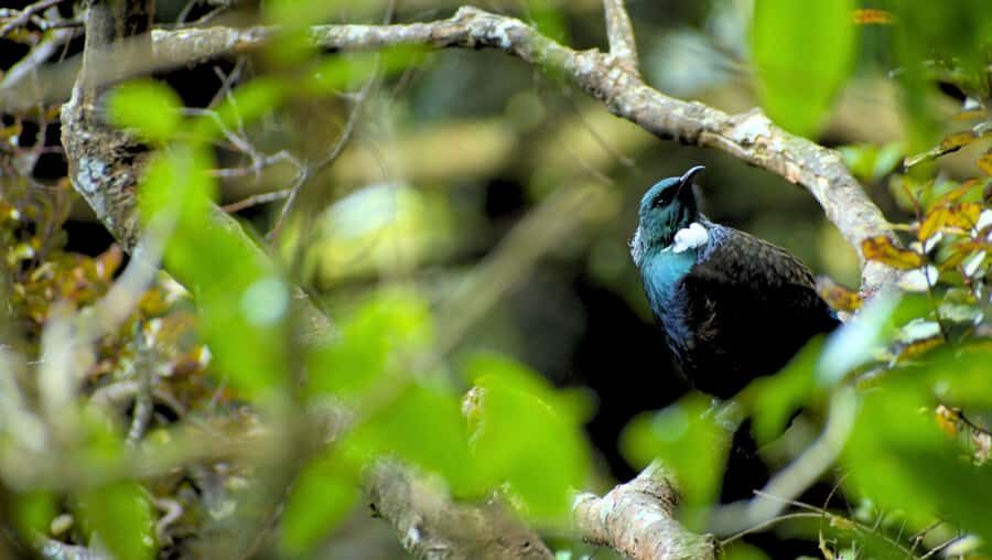 Nelson: Brook Waimrama Sanctuary Entry Ticket - Who Will Love This Experience?