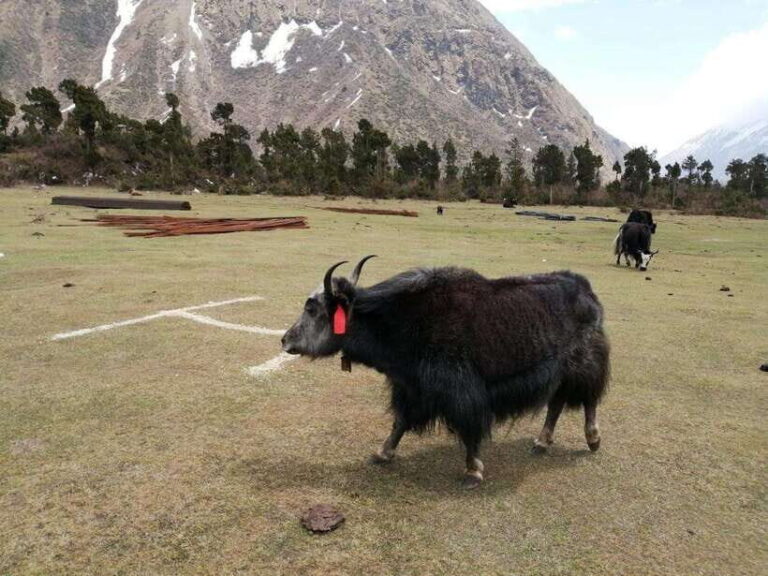 Nepal: Manaslu Circuit Trek with Larkya La Pass - A Detailed Look at the Trekking Experience