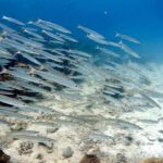 Night dive from the beach ( Start at Ko Kut) - Practical Details and Why They Matter