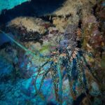 Night Snorkeling Adventure - What to Expect from the Night Snorkeling Tour