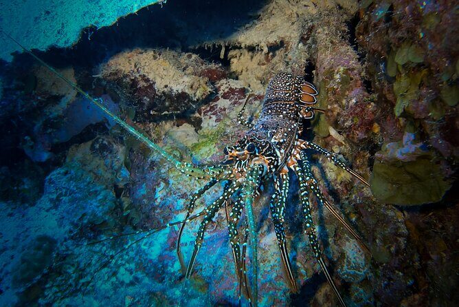 Night Snorkeling Adventure - What to Expect from the Night Snorkeling Tour