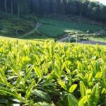 Nikko: Private Mount Fuji Day Trip with Hotel Pickup - Who Should Consider This Tour?