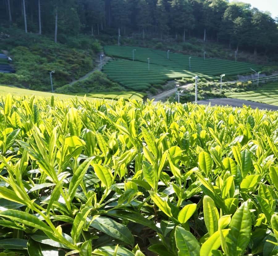 Nikko: Private Mount Fuji Day Trip with Hotel Pickup - Who Should Consider This Tour?