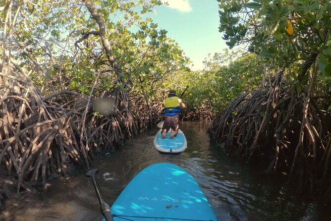 Noosa: Epic Stand Up Paddle Stingray & Mangrove Tunnel Tour - Overview of the Experience
