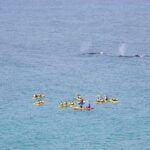 Noosa: Epic Whale Watching On Ocean Kayaks & Beach 4X4 Tour - Why Travelers Love This Experience