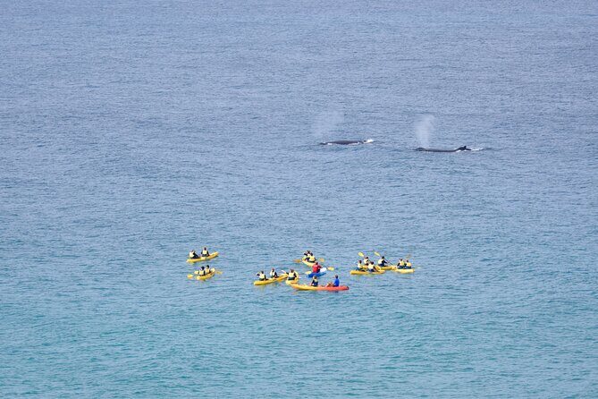 Noosa: Epic Whale Watching On Ocean Kayaks & Beach 4X4 Tour - Why Travelers Love This Experience