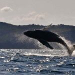 Noosa: Noosa Whale Watching Tour - An In-depth Look at the Noosa Whale Watching Tour