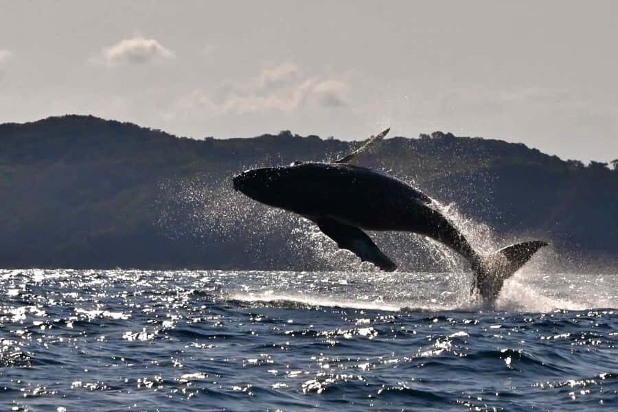 Noosa: Noosa Whale Watching Tour - An In-depth Look at the Noosa Whale Watching Tour