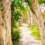 North Stradbroke Island: Minjerribah Cultural Driving Tour - Practical Details and What to Expect