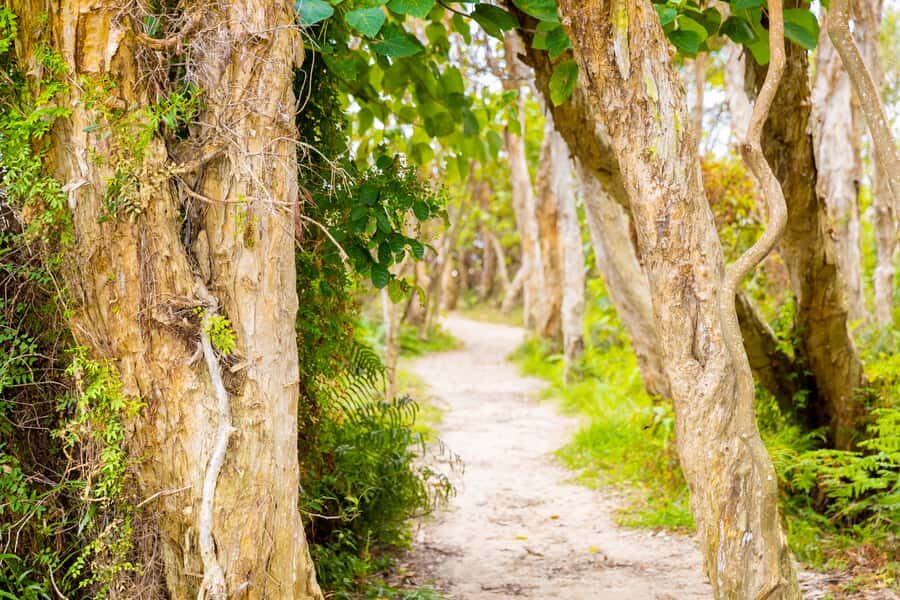 North Stradbroke Island: Minjerribah Cultural Driving Tour - Practical Details and What to Expect