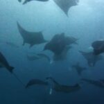 Nusa Lembongan: Scuba Diving Trip with Manta Ray and Sunfish - The Underwater Encounters