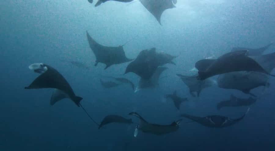 Nusa Lembongan: Scuba Diving Trip with Manta Ray and Sunfish - The Underwater Encounters