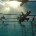 Nusa Penida: Ecotourism, 7-Days of Conservation & Culture - Transportation & Group Size