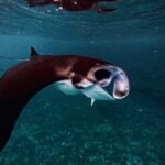 Nusa Penida: Snorkeling Tour with Manta Rays and Turtles - Snorkeling Experience and Marine Encounters