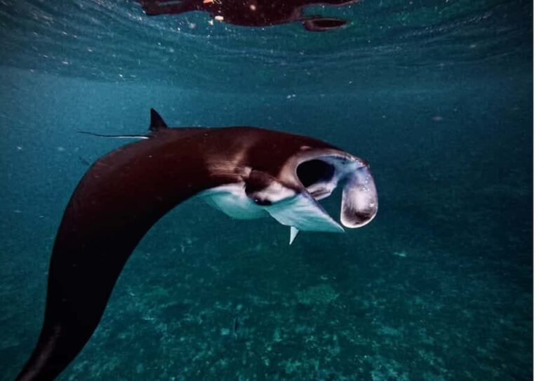 Nusa Penida: Snorkeling Tour with Manta Rays and Turtles - Snorkeling Experience and Marine Encounters