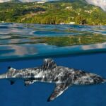 Ocean Discovery and Snorkelling in Tahiti - Why Small Groups Matter