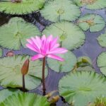 Ocho Rios: Food Walking Tour - Exploring the Itinerary in Detail