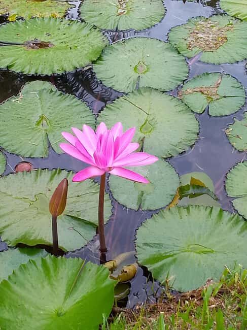 Ocho Rios: Food Walking Tour - Exploring the Itinerary in Detail