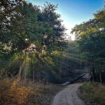 Official Panna National Park Sharing Tiger Safari - Exploring the Safari Experience