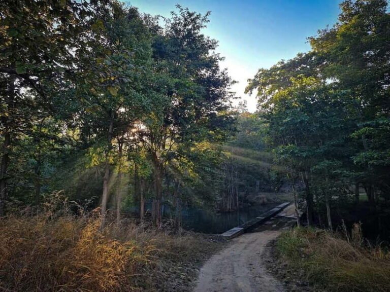 Official Panna National Park Sharing Tiger Safari - Exploring the Safari Experience