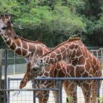 Okinawa City: Zoo and Museum Guided Tour with Transfer - Who Would Enjoy This Tour?
