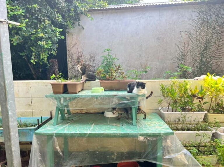 Okinawa : Let's play with cats and have lunch! at Ufuyaa - Why This Tour Is Worth Considering