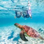 Okinawa Miyakojima: Snorkel Tour with Sea Turtle & Nemo - Who Should Consider This Tour?