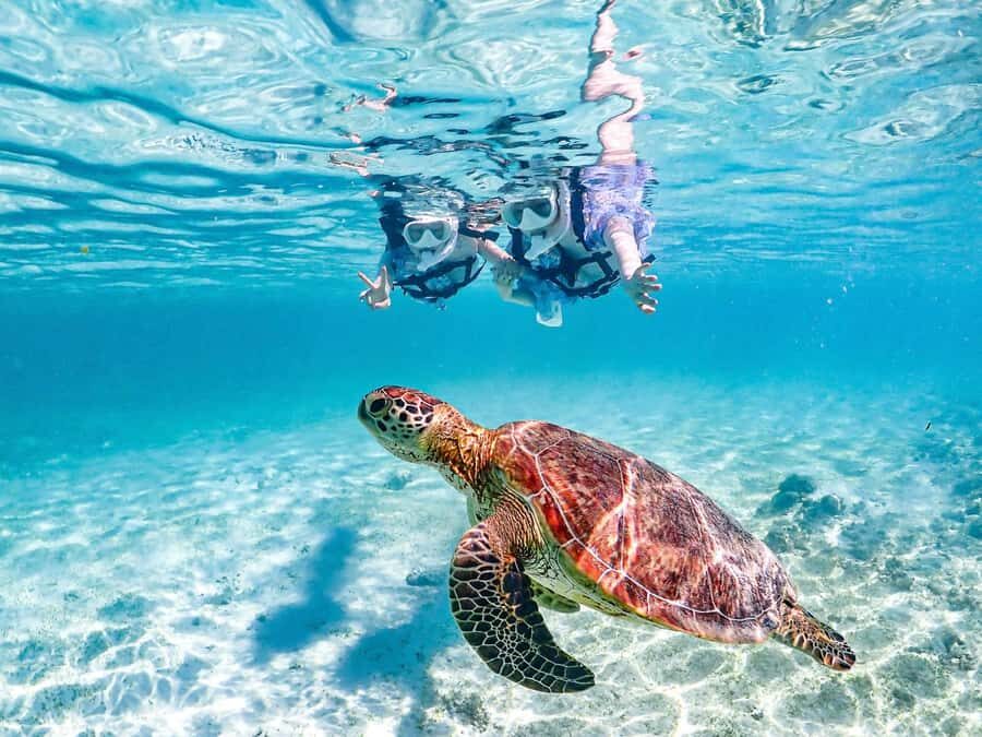 Okinawa Miyakojima: Snorkel Tour with Sea Turtle & Nemo - Who Should Consider This Tour?