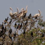 One Day Private Guide Tour to Prek Toal Biosphere - All Inclusive - Who Will Love This Tour?