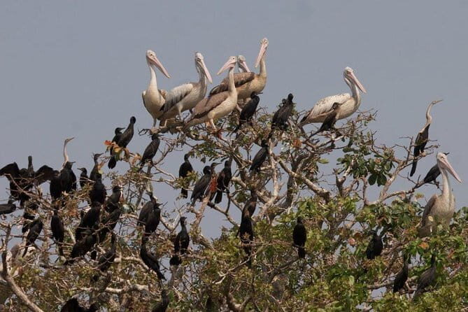 One Day Private Guide Tour to Prek Toal Biosphere - All Inclusive - Who Will Love This Tour?