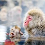 One Day Private Sightseeing tour to Snow Monkey Zenkoji Temp - FAQs