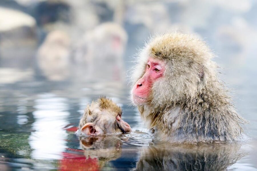 One Day Private Sightseeing tour to Snow Monkey Zenkoji Temp - FAQs